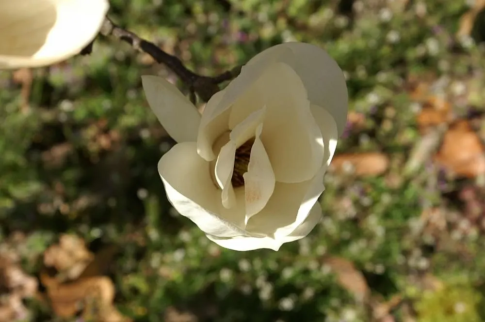 Yulan Magnolia (Magnolia Denudata) — and emerge on naked branches before the foliage unfurls; white flowers in the garden