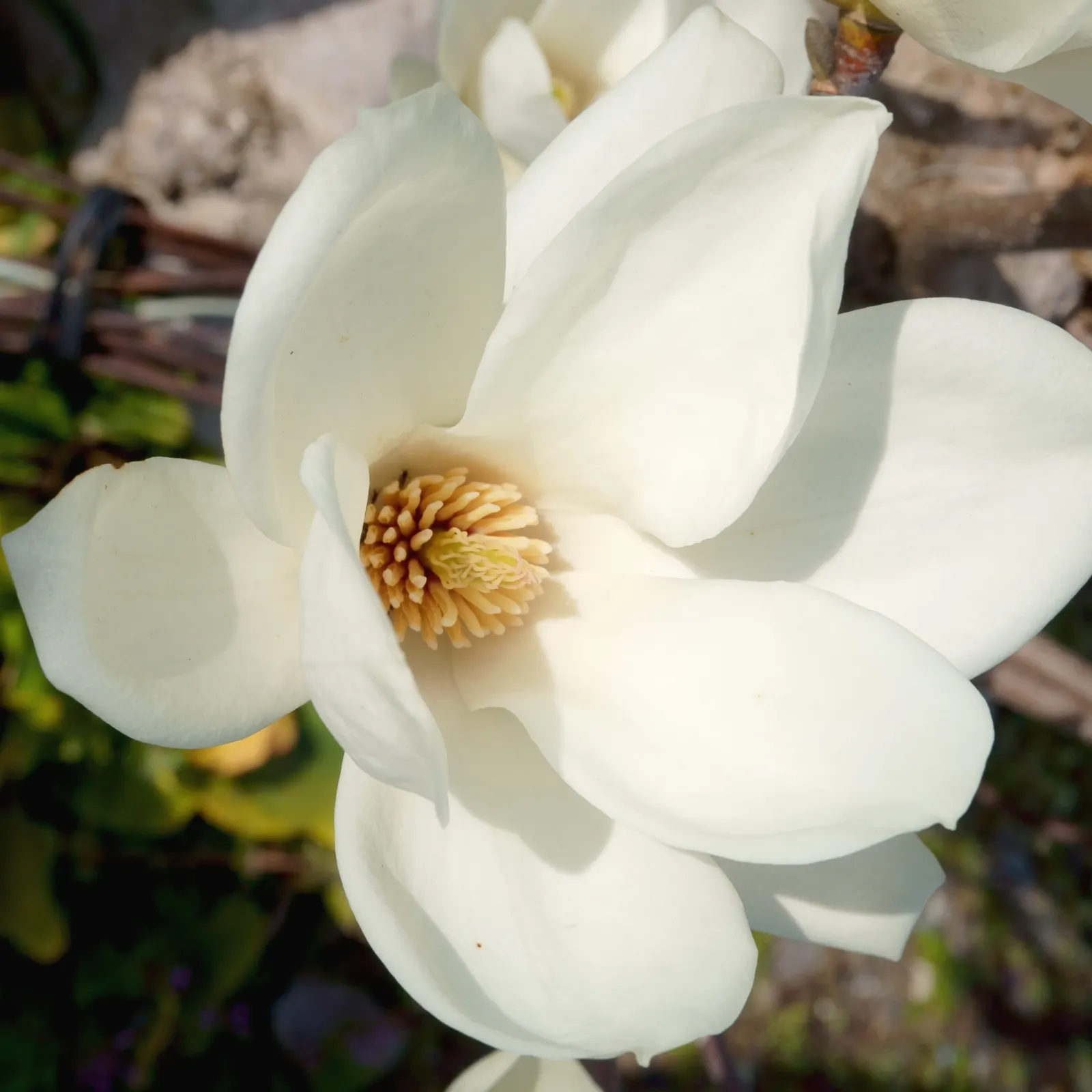 Yulan Magnolia (Magnolia Denudata) — Before the bright green leaves unfurl, it showcases large, fragrant white flowers up to 6 inches across; this creates a