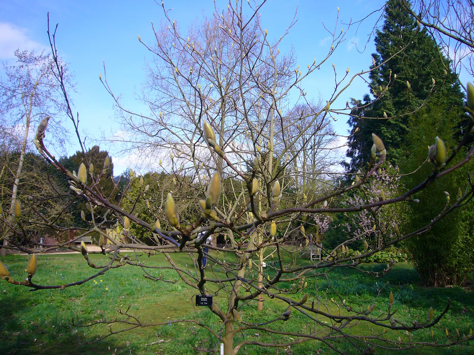 Yulan Magnolia (Magnolia Denudata) — and emerge on naked branches before the foliage unfurls; white flowers in the garden, image 56