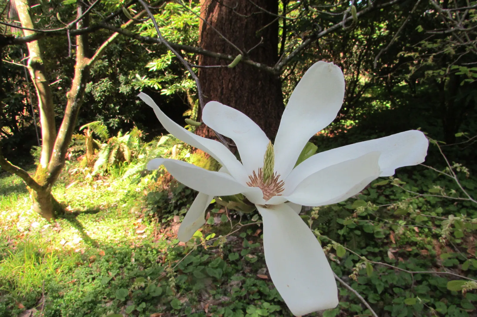Yulan Magnolia (Magnolia Denudata) — slightly acidic to neutral soil; and emerge on naked branches before the foliage unfurls, image 84