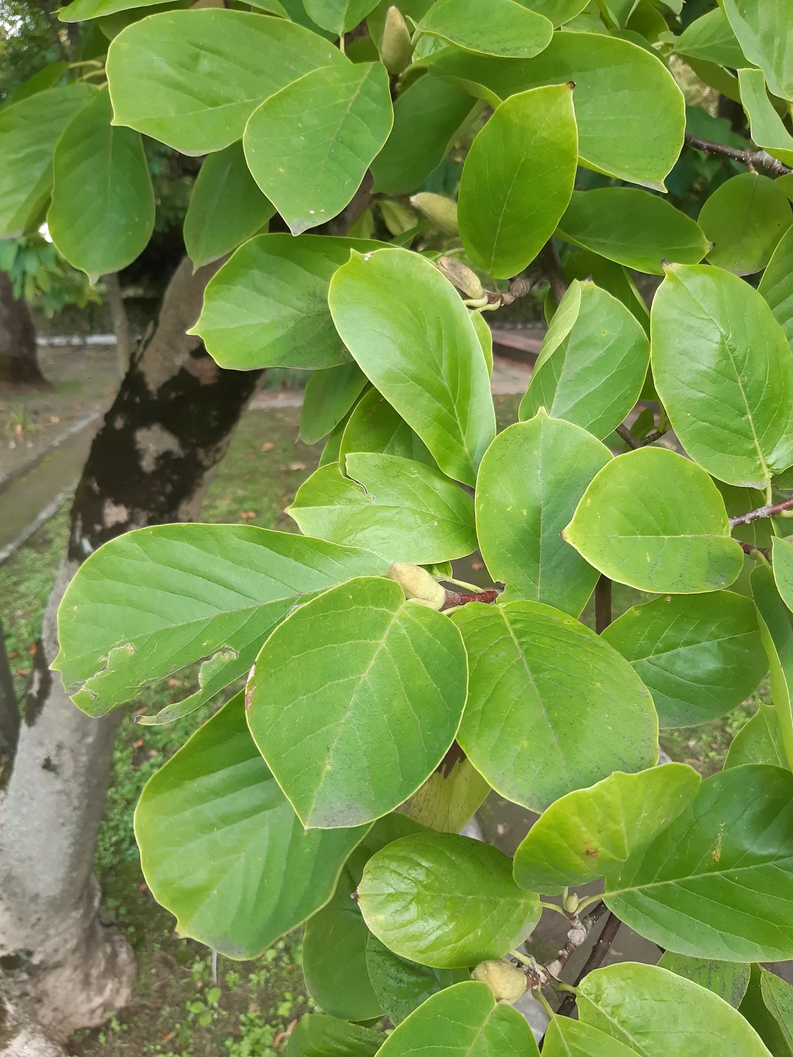 Yulan Magnolia (Magnolia Denudata) — A Yulan Magnolia is hardy in USDA zones 5 through 8