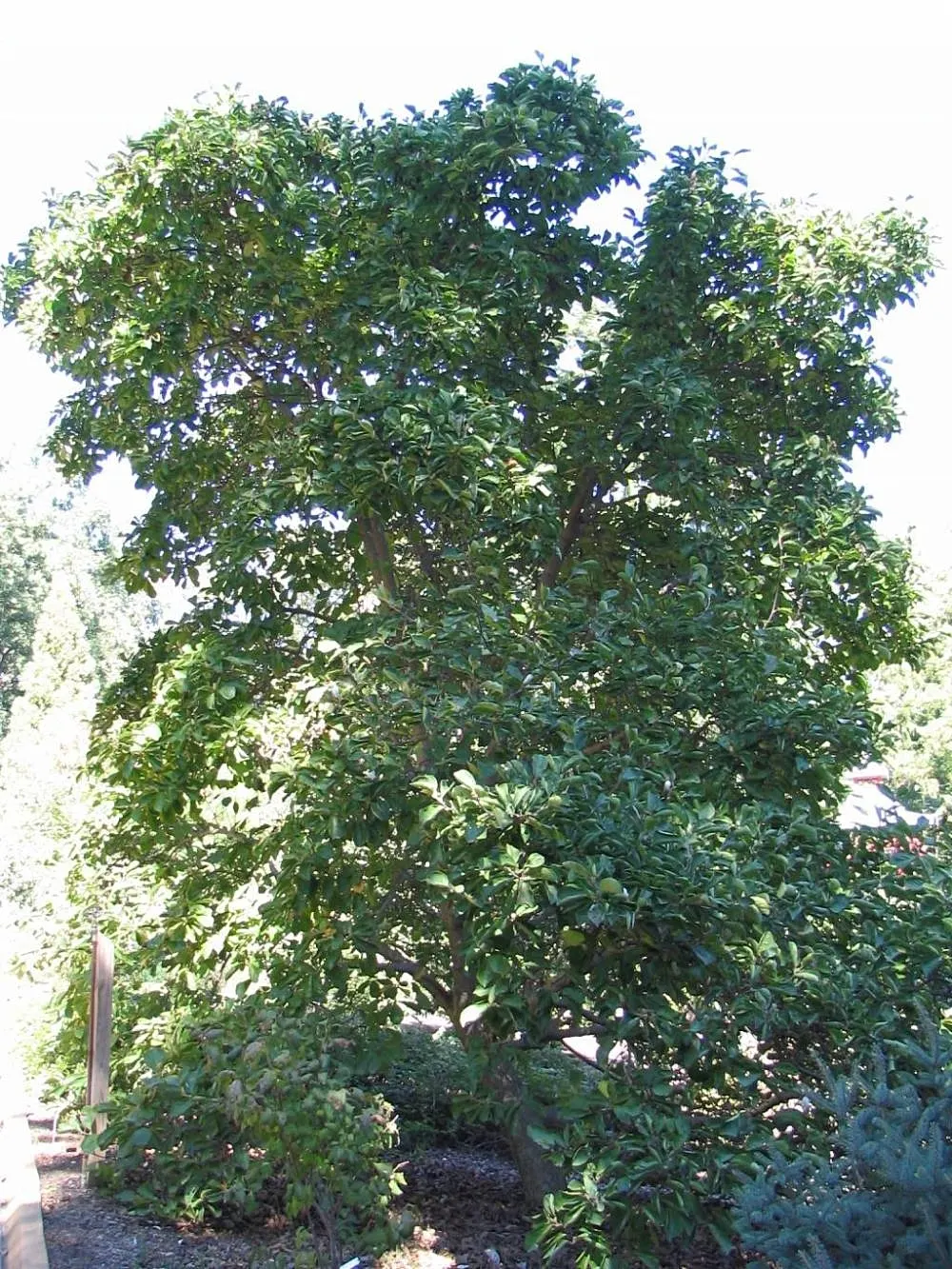 Yulan Magnolia (Magnolia Denudata) — Before the bright green leaves unfurl, it showcases large, fragrant white flowers up to 6 inches across; this, image 48