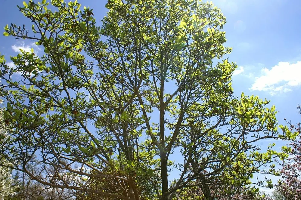 Yulan Magnolia (Magnolia Denudata) — white flowers in the garden