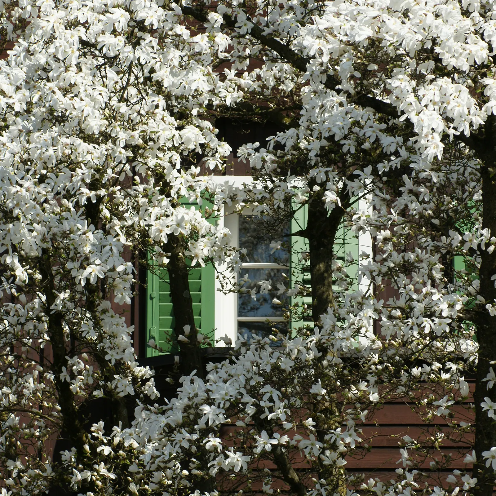 Yulan Magnolia (Magnolia Denudata) — scientifically referred to as Magnolia denudata