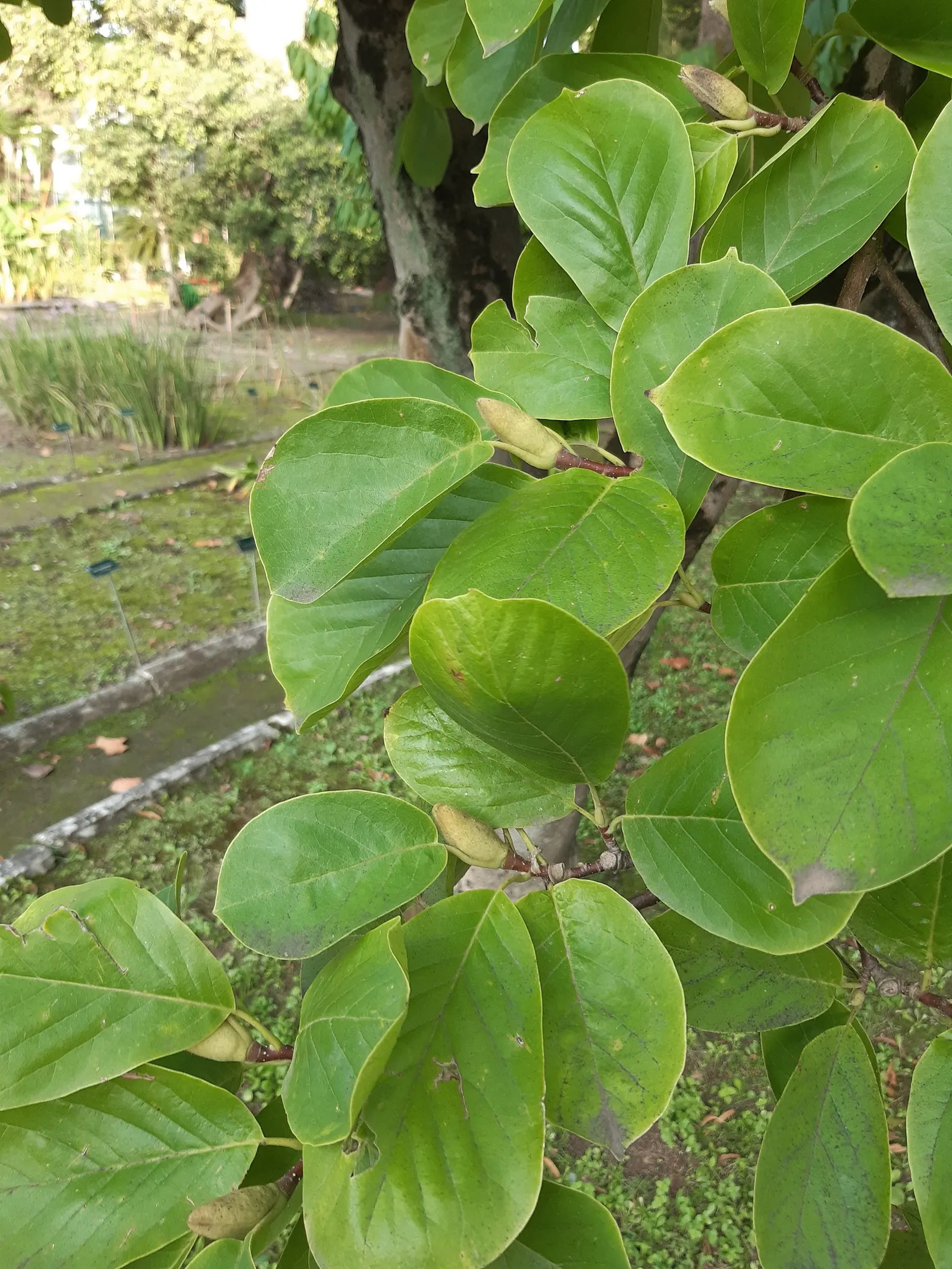 Yulan Magnolia (Magnolia Denudata) — This creates a dramatic and delightful display that heralds the arrival of spring
