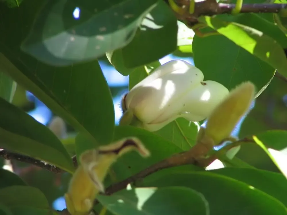 Yulan Magnolia (Magnolia Denudata) — tree with white blooms; are oblong-shaped with a glossy, image 91
