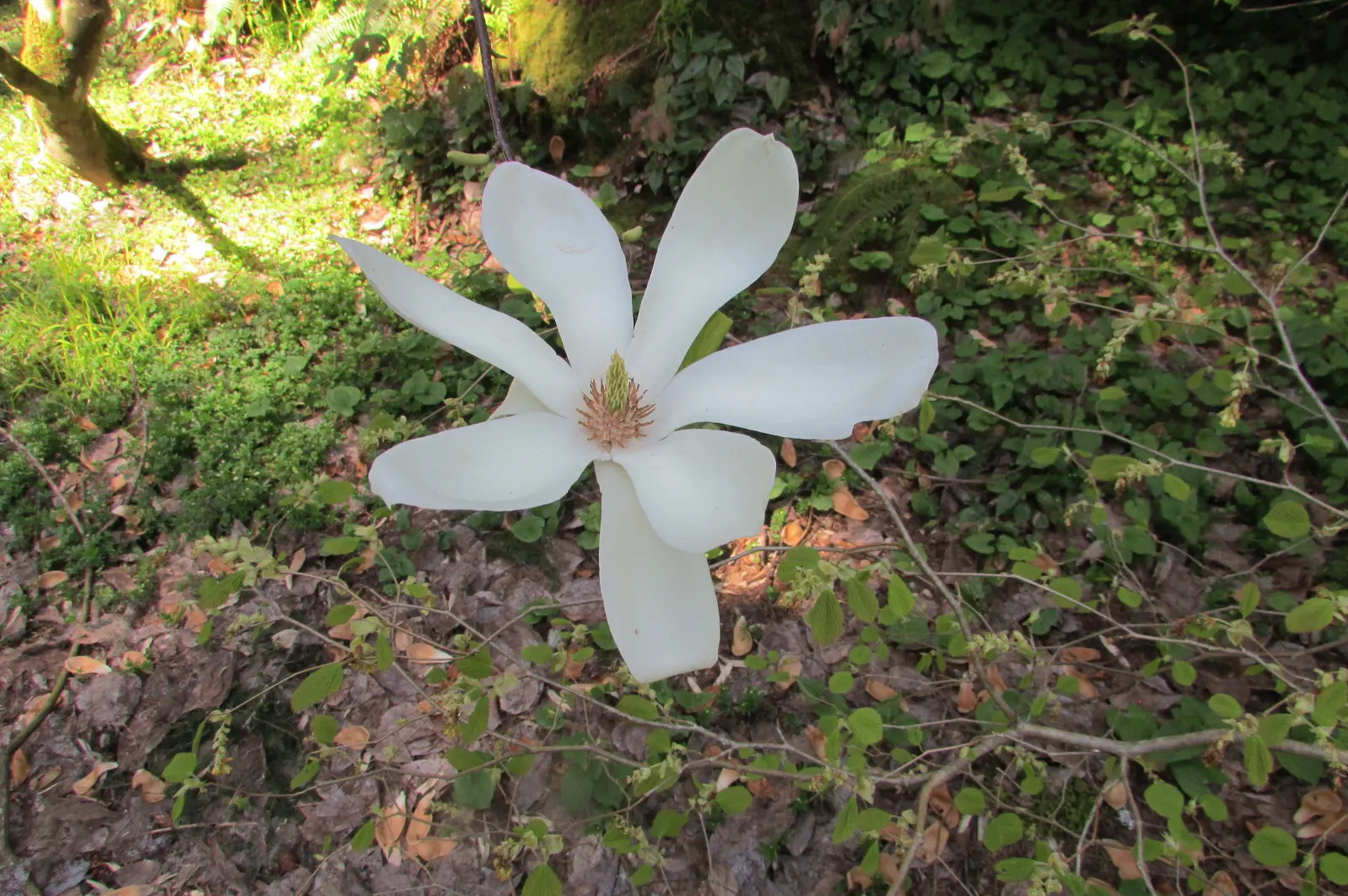 Yulan Magnolia (Magnolia Denudata) — white flowers in the garden; scientifically referred to as Magnolia denudata, image 90