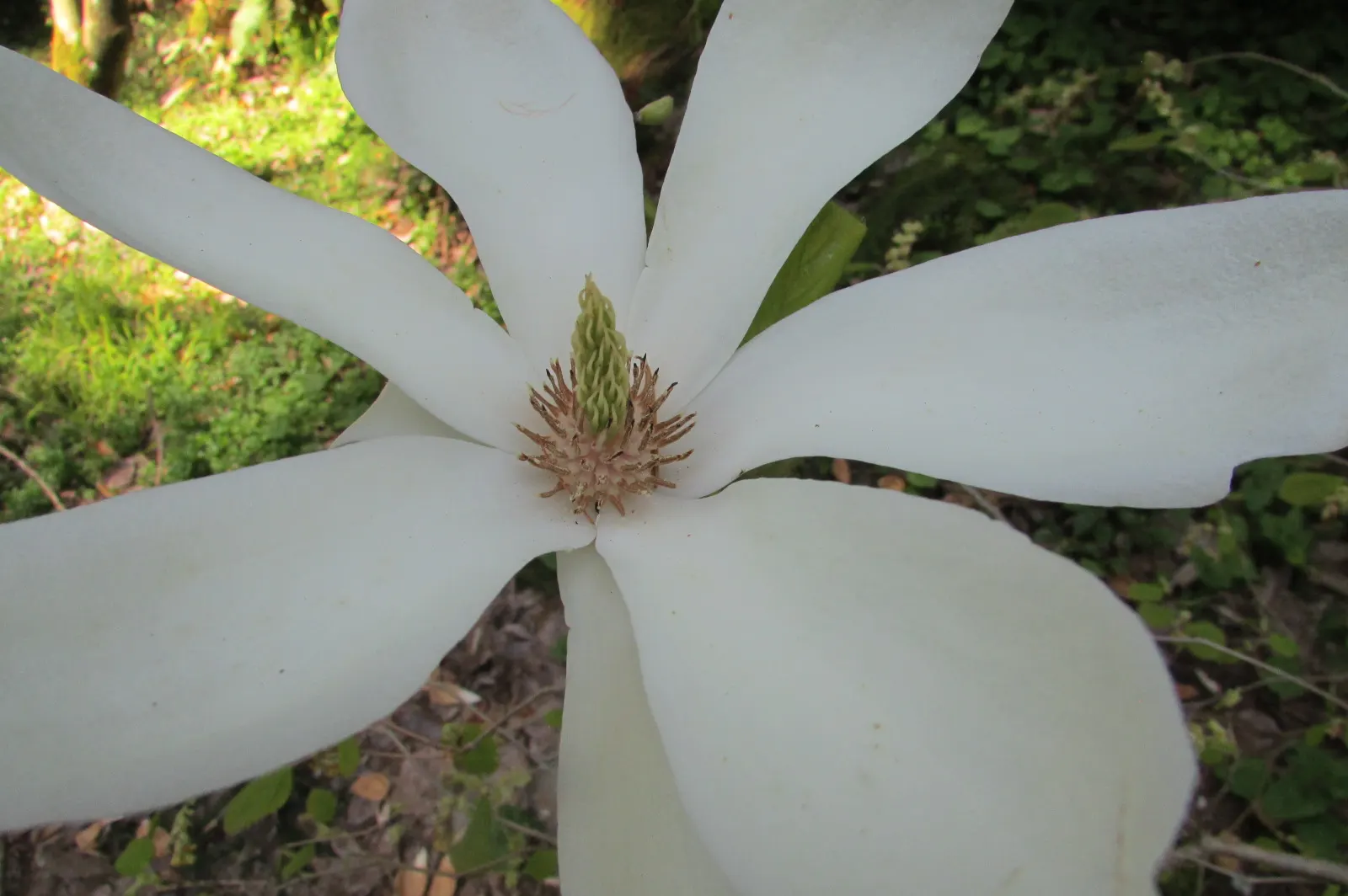 Yulan Magnolia (Magnolia Denudata) — The Yulan Magnolia (Magnolia denudata) is a deciduous tree prized for its early spring blooms; it prefers full, image 47