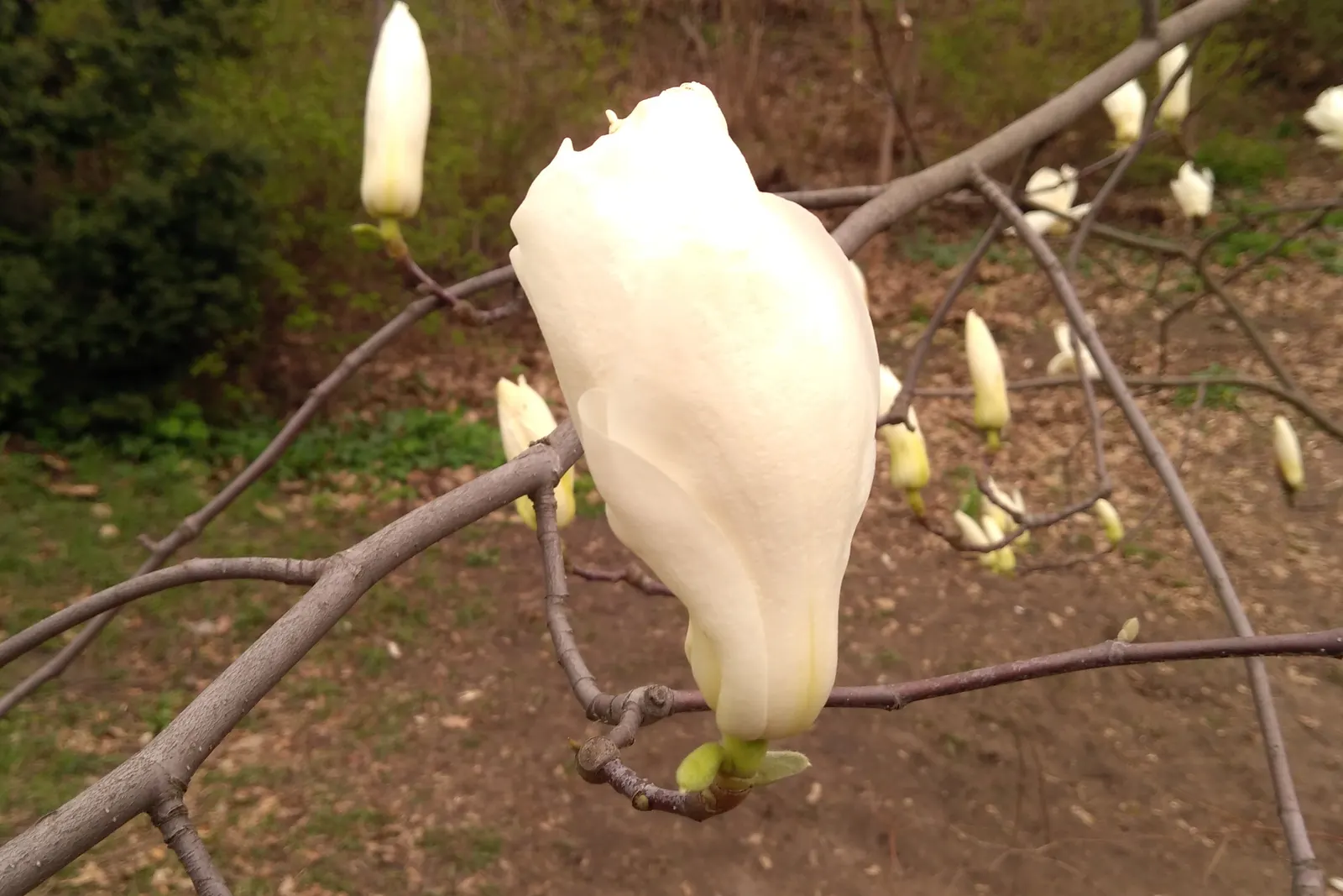Yulan Magnolia (Magnolia Denudata) — This creates a dramatic and delightful display that heralds the arrival of spring; its elegant, upright form makes it an