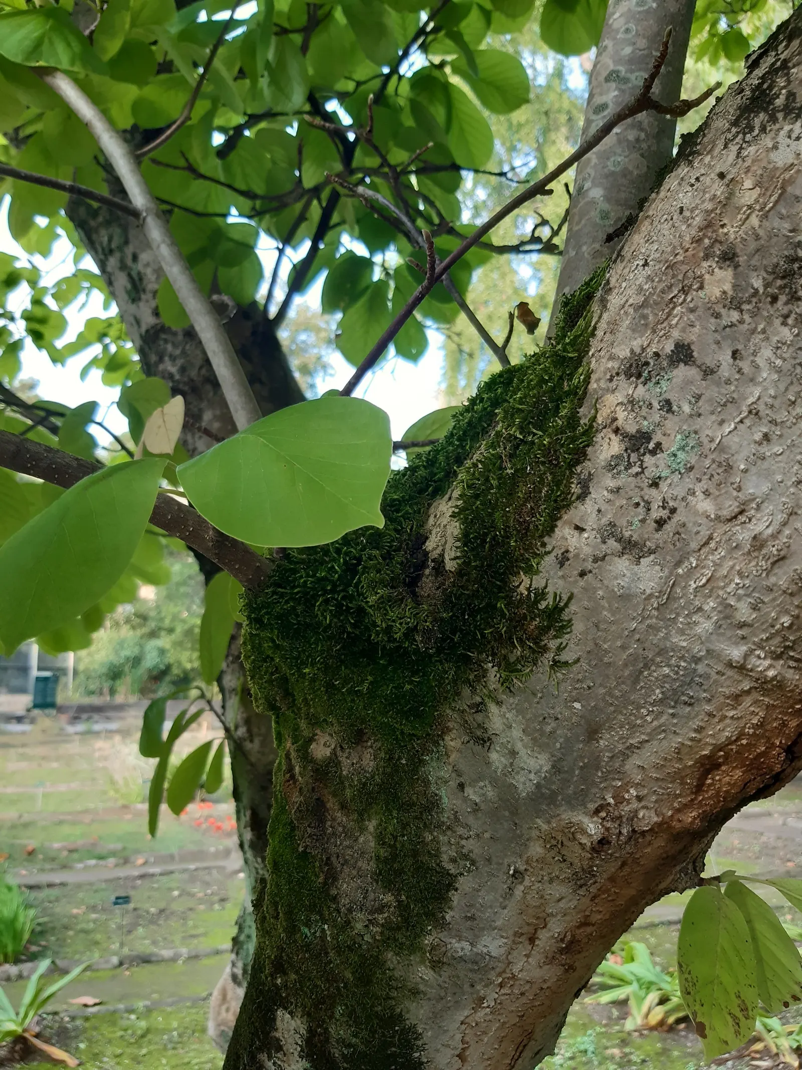 Yulan Magnolia (Magnolia Denudata) — are oblong-shaped with a glossy