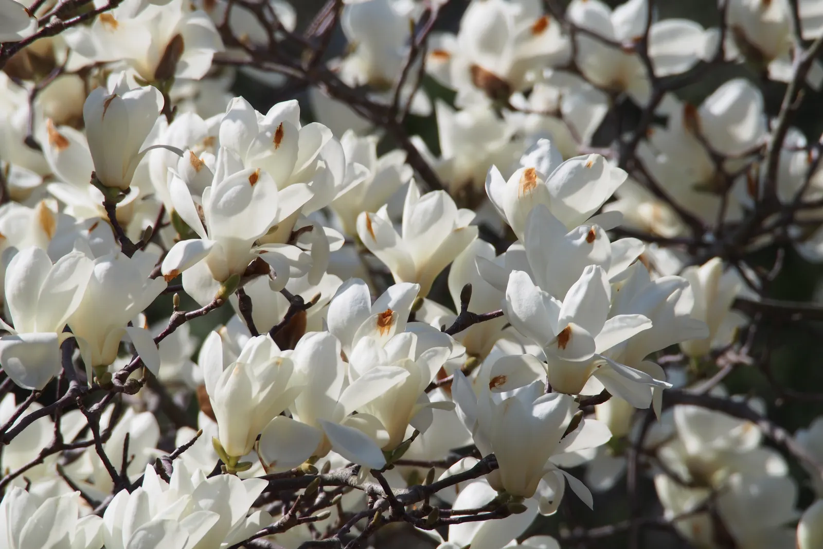 Yulan Magnolia (Magnolia Denudata) — This species typically reaches a height of 30 to 40 feet and spreads out 25 to 30 feet at maturity; consider its need for