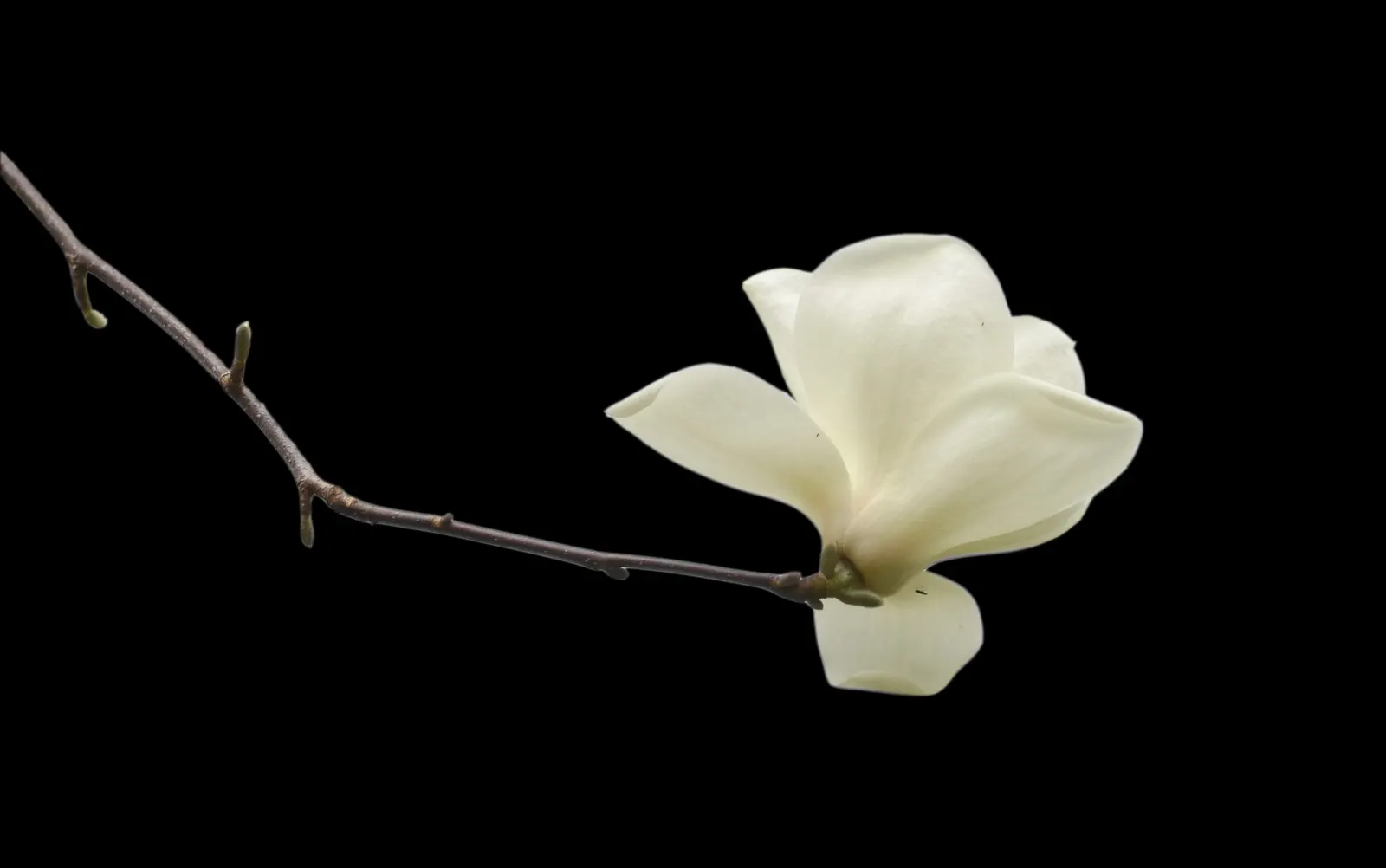 Yulan Magnolia (Magnolia Denudata) — tree with white blooms; are oblong-shaped with a glossy, image 68