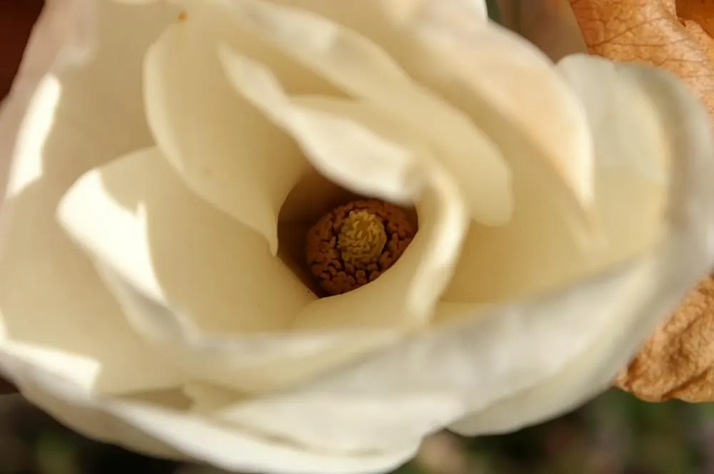 Yulan Magnolia (Magnolia Denudata) — This species typically reaches a height of 30 to 40 feet and spreads out 25 to 30 feet at maturity