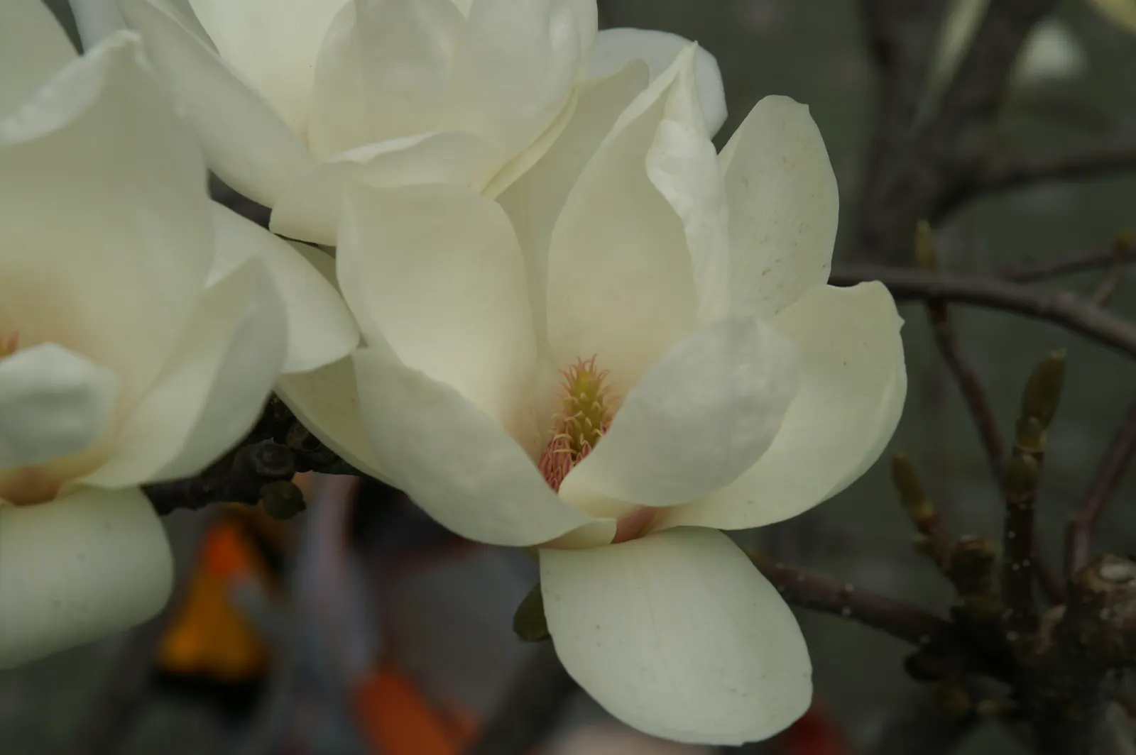 Yulan Magnolia (Magnolia Denudata) — Before the bright green leaves unfurl, it showcases large, fragrant white flowers up to 6 inches across