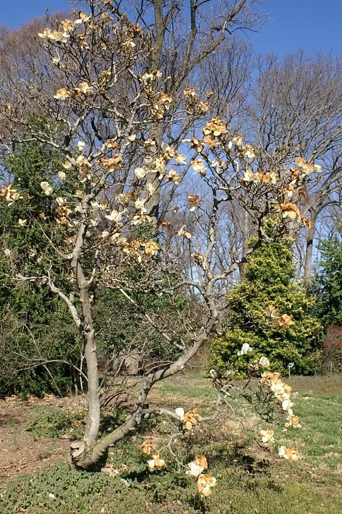 Yulan Magnolia (Magnolia Denudata) — ensuring that it can be a joyous addition to many gardens across a variety of climates; tree with white blooms
