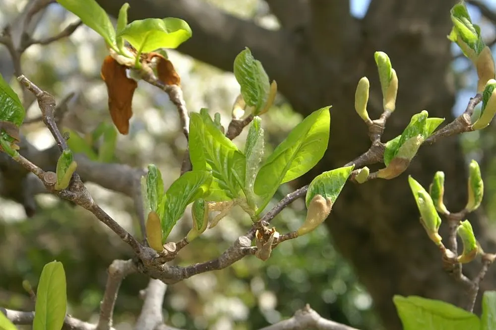 Yulan Magnolia (Magnolia Denudata) — are oblong-shaped with a glossy; a Yulan Magnolia is hardy in USDA zones 5 through 8