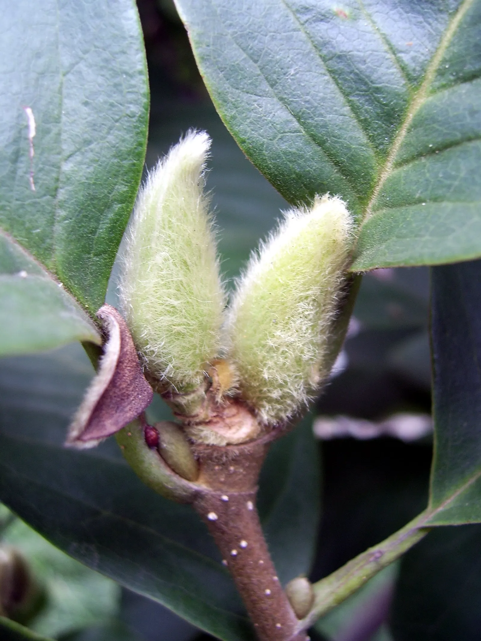 Yulan Magnolia (Magnolia Denudata) — white flowers in the garden; scientifically referred to as Magnolia denudata