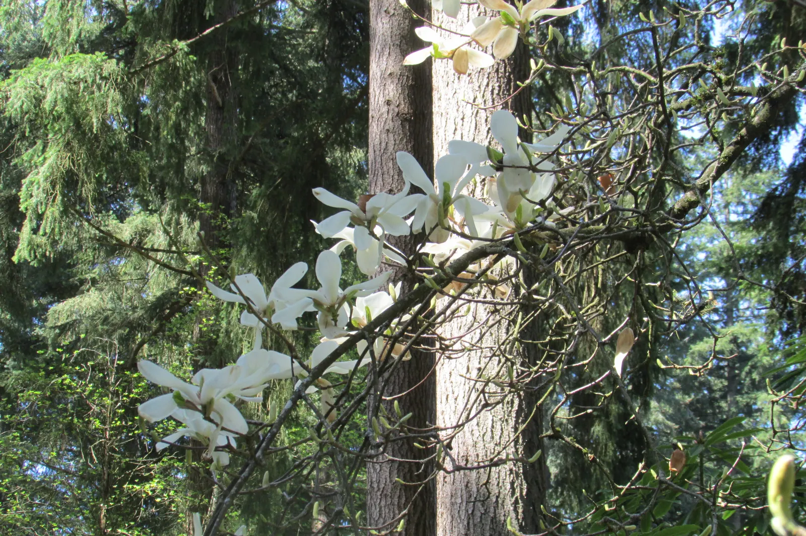 Yulan Magnolia (Magnolia Denudata) — ensuring that it can be a joyous addition to many gardens across a variety of climates