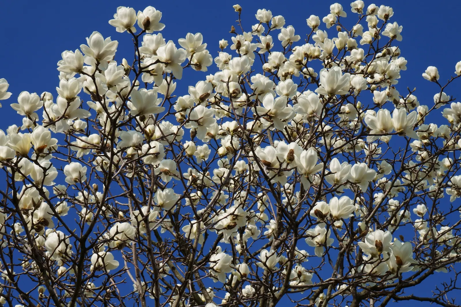 Yulan Magnolia (Magnolia Denudata) — consider its need for a spacious environment with well-draining; this magnolia typically reaches a height and, image 60