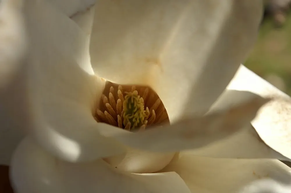 Yulan Magnolia (Magnolia Denudata) — tree with white blooms