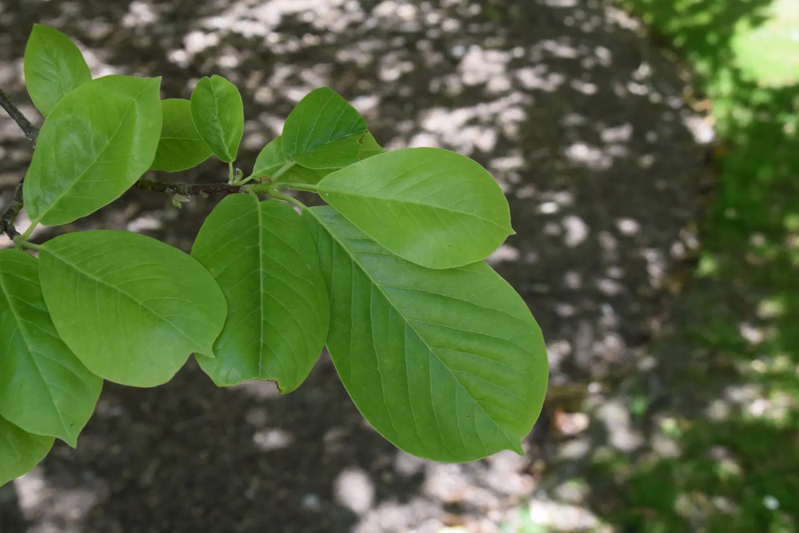 Yulan Magnolia (Magnolia Denudata) — is a venerable and elegant deciduous tree that brings a touch of serene beauty to any landscape