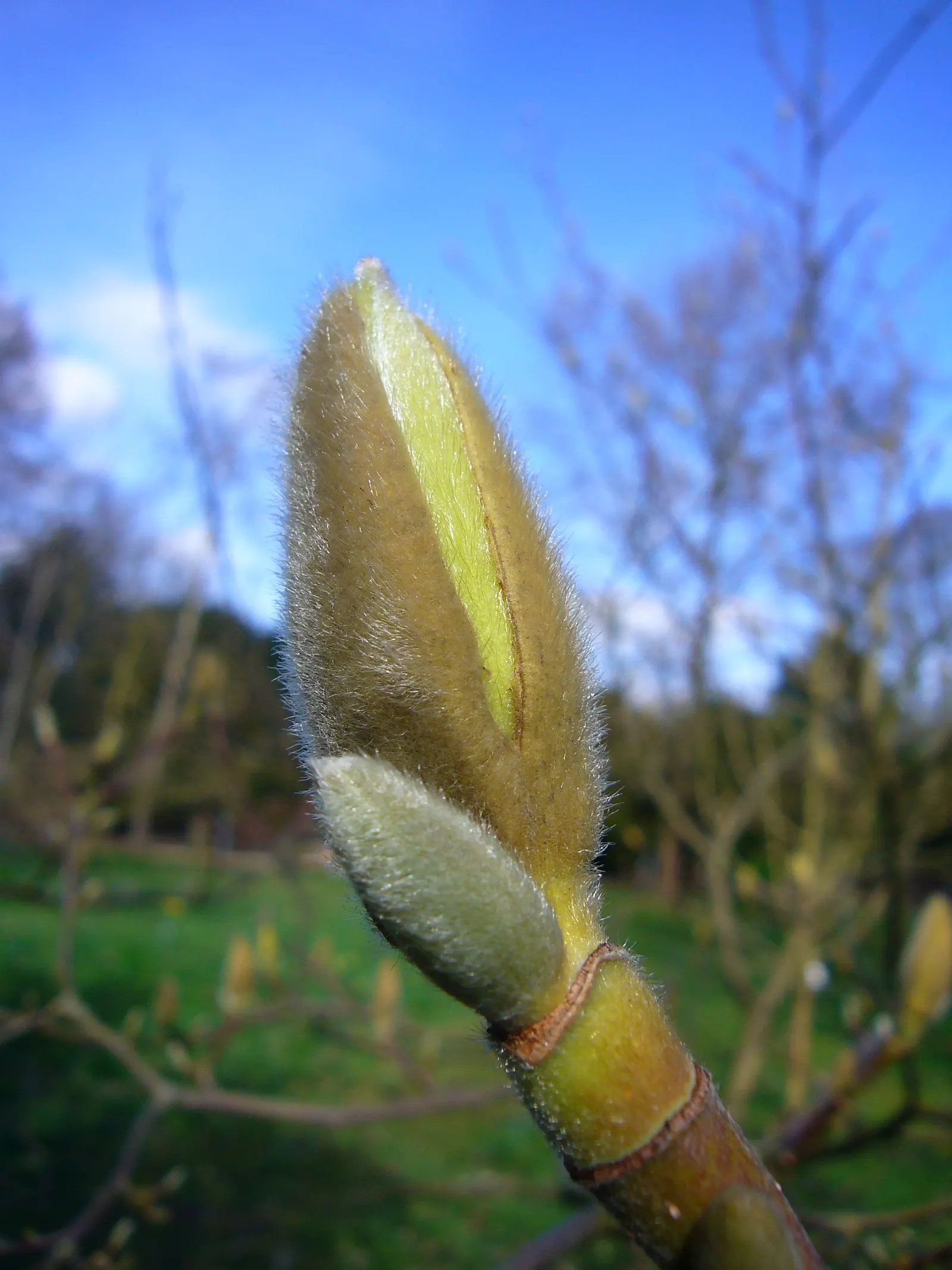 Yulan Magnolia (Magnolia Denudata) — This magnolia typically reaches a height and spread of 30-40 feet; adding a layer of mulch around the base can, image 49