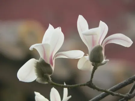 Yulan Magnolia (Magnolia Denudata) — slightly acidic to neutral soil