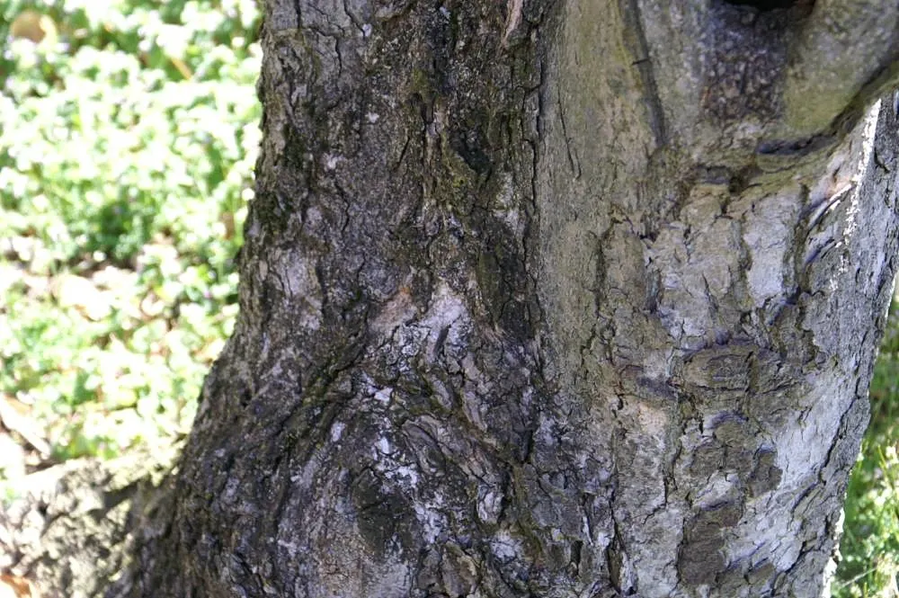 Yulan Magnolia (Magnolia Denudata) — This magnolia typically reaches a height and spread of 30-40 feet