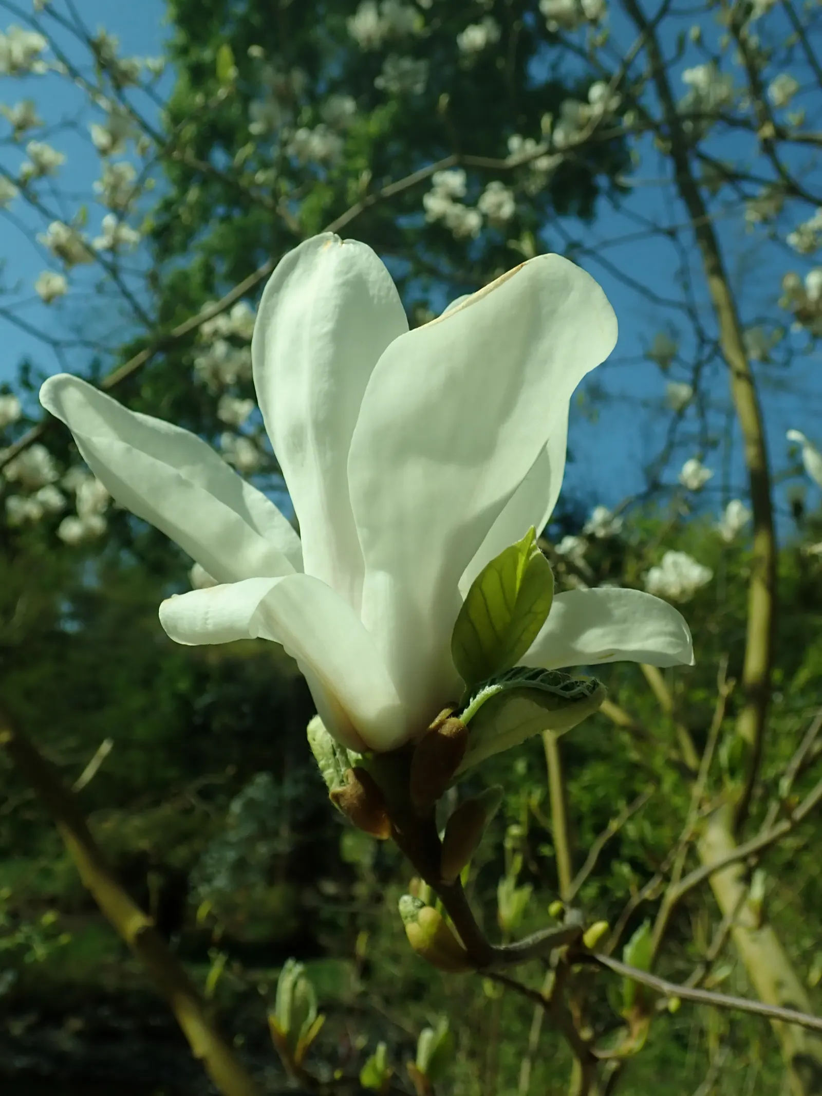 Yulan Magnolia (Magnolia Denudata) — ensuring that it can be a joyous addition to many gardens across a variety of climates; tree with white blooms, image 89