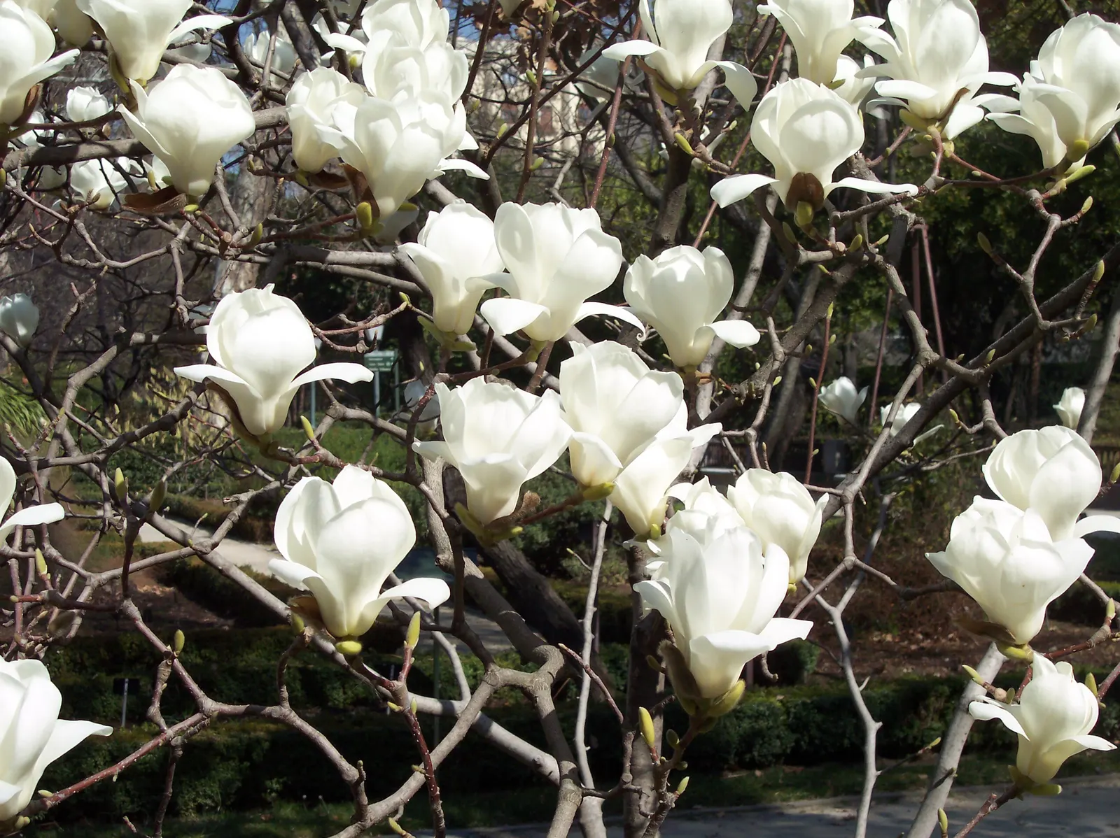 Yulan Magnolia (Magnolia Denudata) — are oblong-shaped with a glossy; a Yulan Magnolia is hardy in USDA zones 5 through 8, image 59