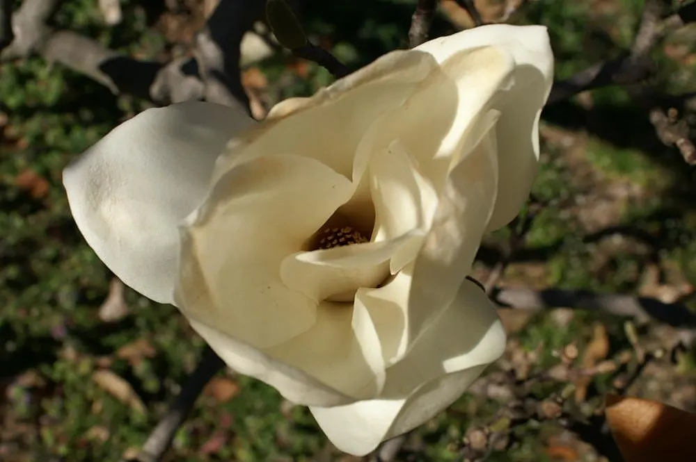 Yulan Magnolia (Magnolia Denudata) — slightly acidic to neutral soil; and emerge on naked branches before the foliage unfurls, image 61