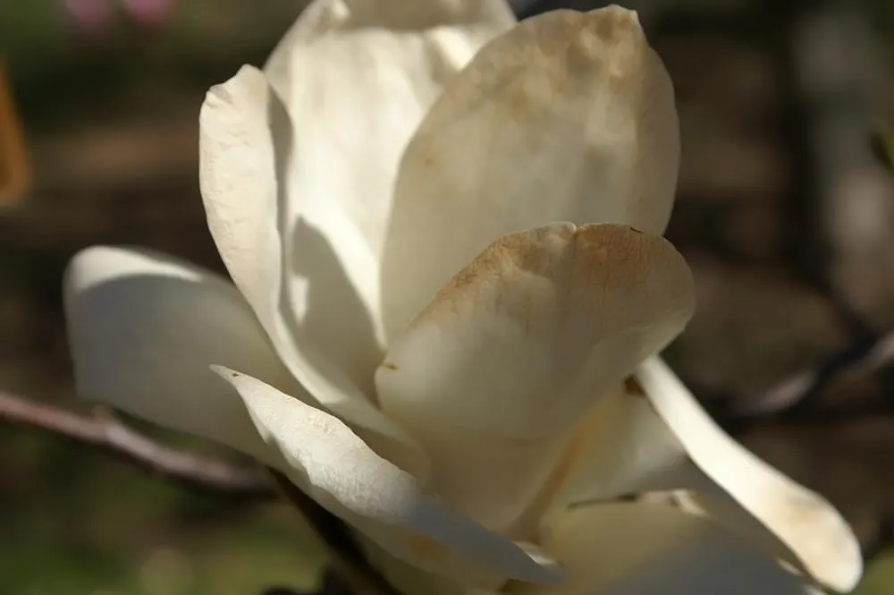 Yulan Magnolia (Magnolia Denudata) — tree for full; ensuring that it can be a joyous addition to many gardens across a variety of climates, image 69