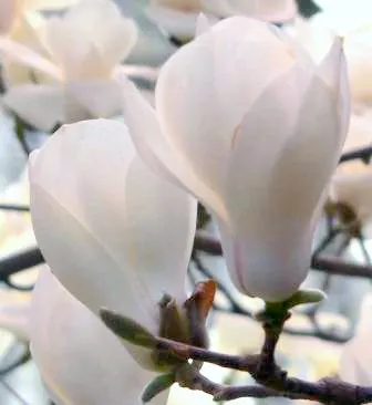 Yulan Magnolia (Magnolia Denudata) — and emerge on naked branches before the foliage unfurls; white flowers in the garden, image 79