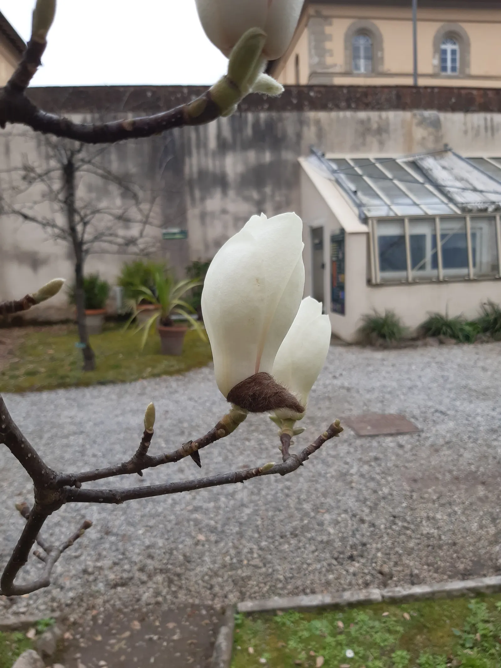 Yulan Magnolia (Magnolia Denudata) — This magnolia typically reaches a height and spread of 30-40 feet; adding a layer of mulch around the base can help retain