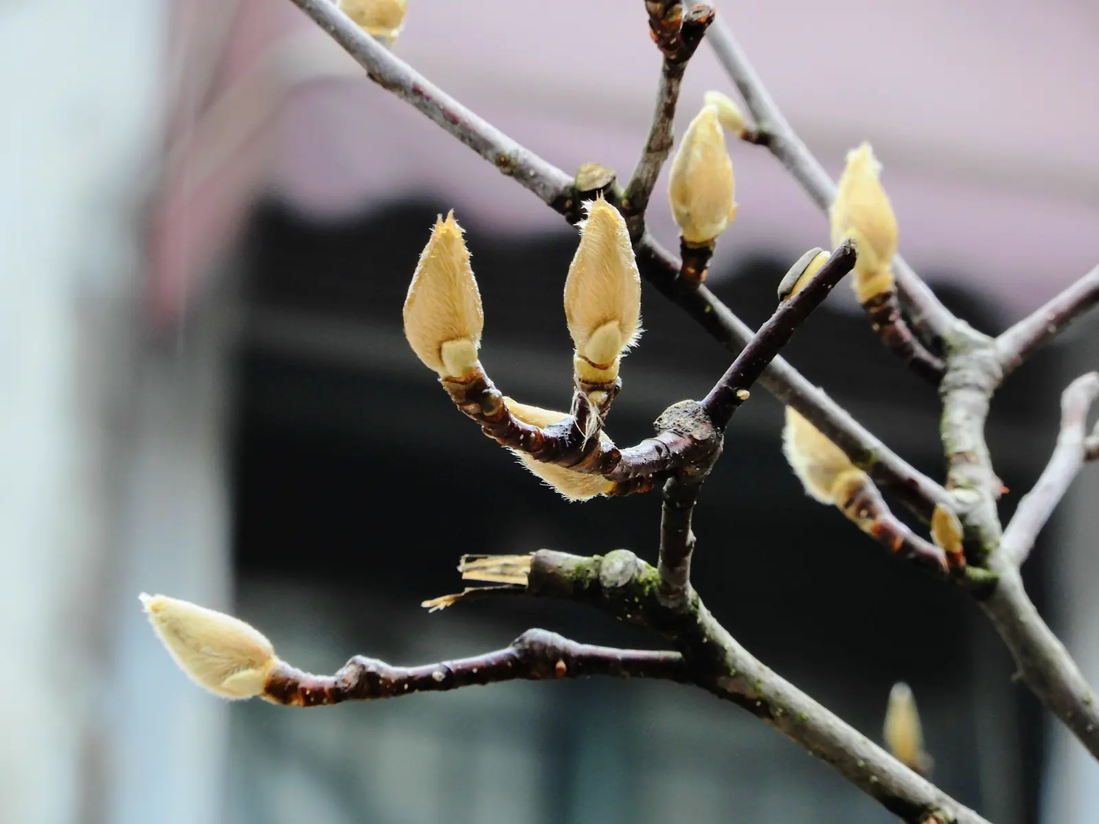 Yulan Magnolia (Magnolia Denudata) — tree for full