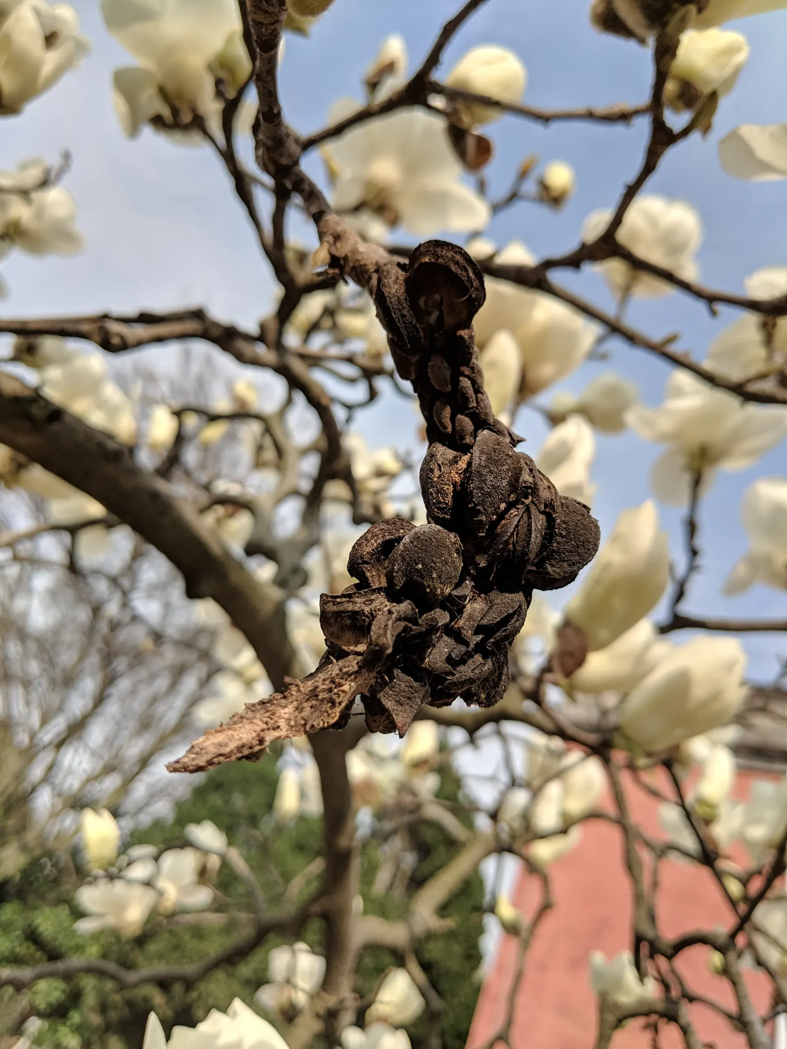 Yulan Magnolia (Magnolia Denudata) — Its elegant, upright form makes it an ideal focal point for small to medium landscapes; this species typically, image 74