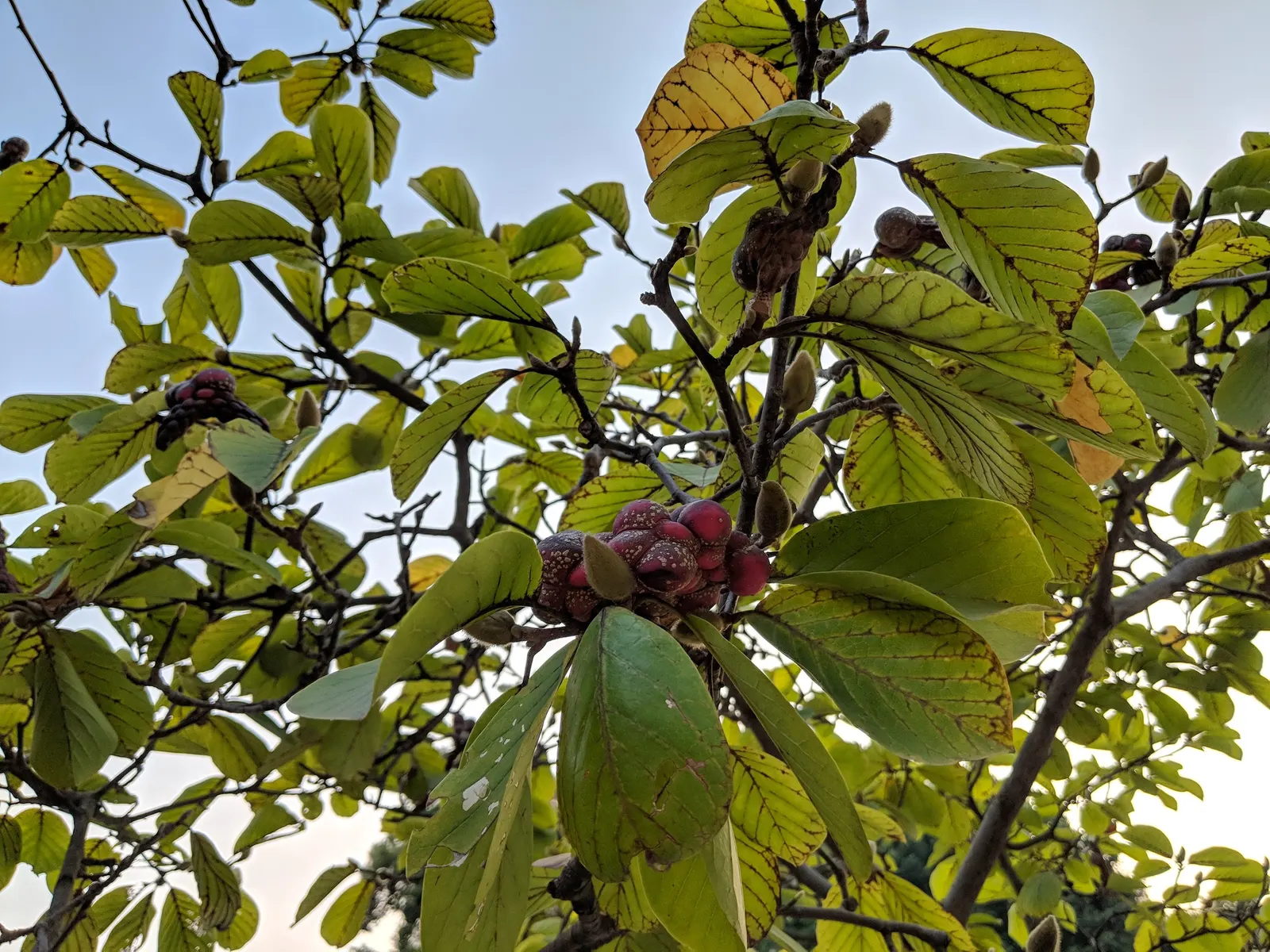 Yulan Magnolia (Magnolia Denudata) — It prefers full sun to partial shade and well-drained soils; before the bright green leaves unfurl, it, image 50