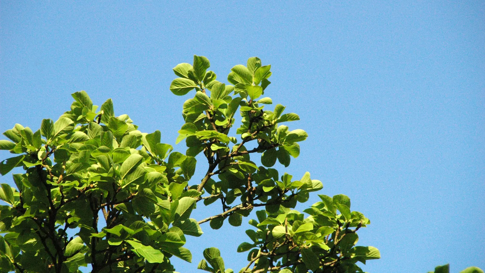 Yulan Magnolia (Magnolia Denudata) — Care should be taken to protect the tree from strong winds, as it can be susceptible to damage; the Yulan, image 86