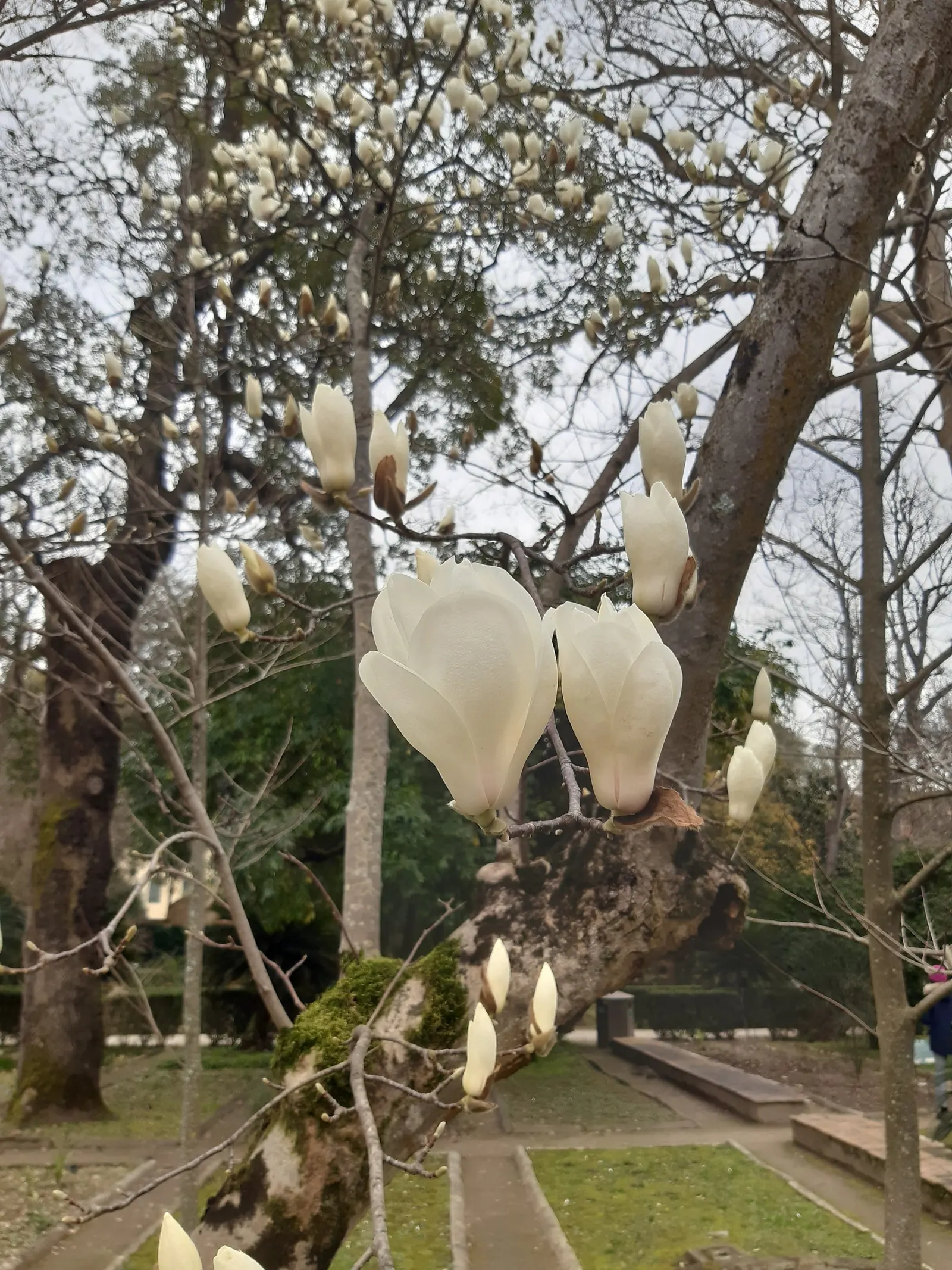 Yulan Magnolia (Magnolia Denudata) — consider its need for a spacious environment with well-draining; this magnolia typically reaches a height and spread of