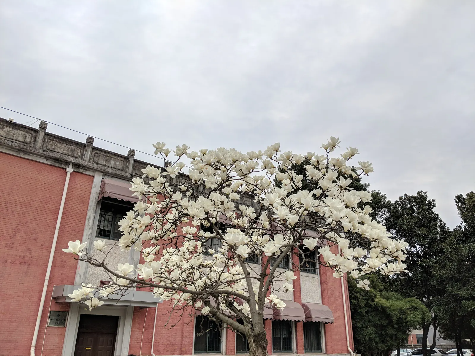 Yulan Magnolia (Magnolia Denudata) — Adding a layer of mulch around the base can help retain soil moisture and regulate temperature; it is a prized, image 87