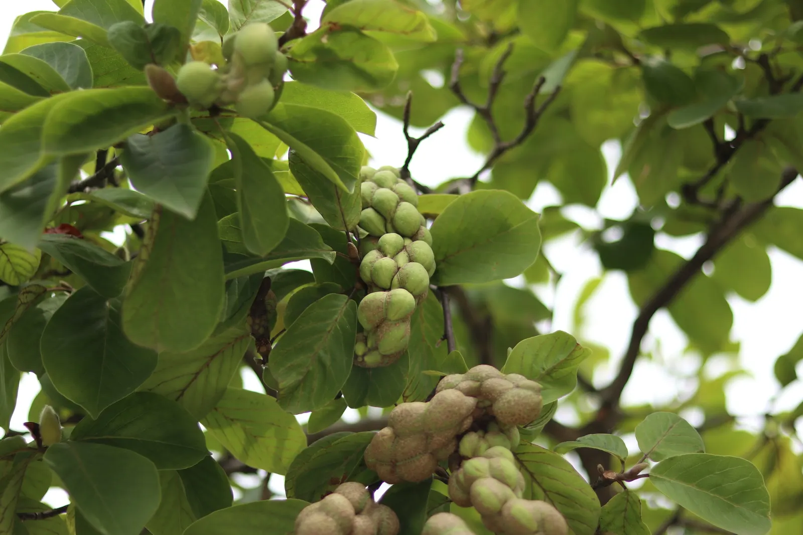 Yulan Magnolia (Magnolia Denudata) — is a venerable and elegant deciduous tree that brings a touch of serene beauty to any landscape; tree for full