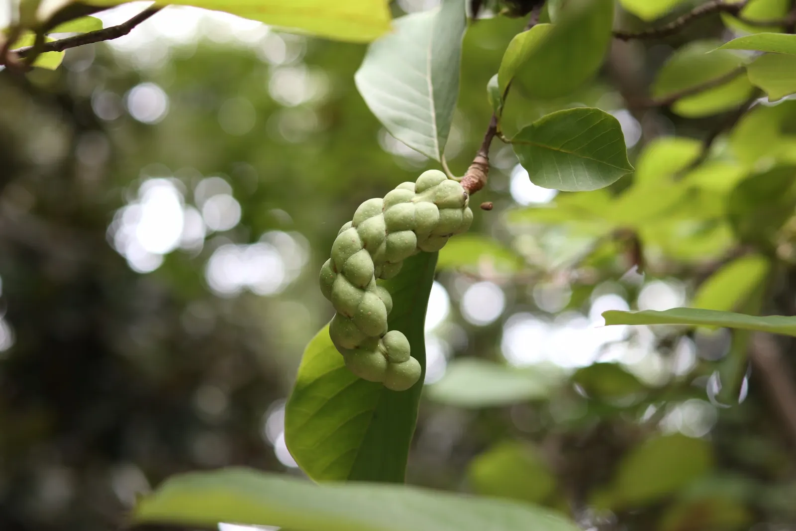 Yulan Magnolia (Magnolia Denudata) — white flowers in the garden; scientifically referred to as Magnolia denudata, image 67