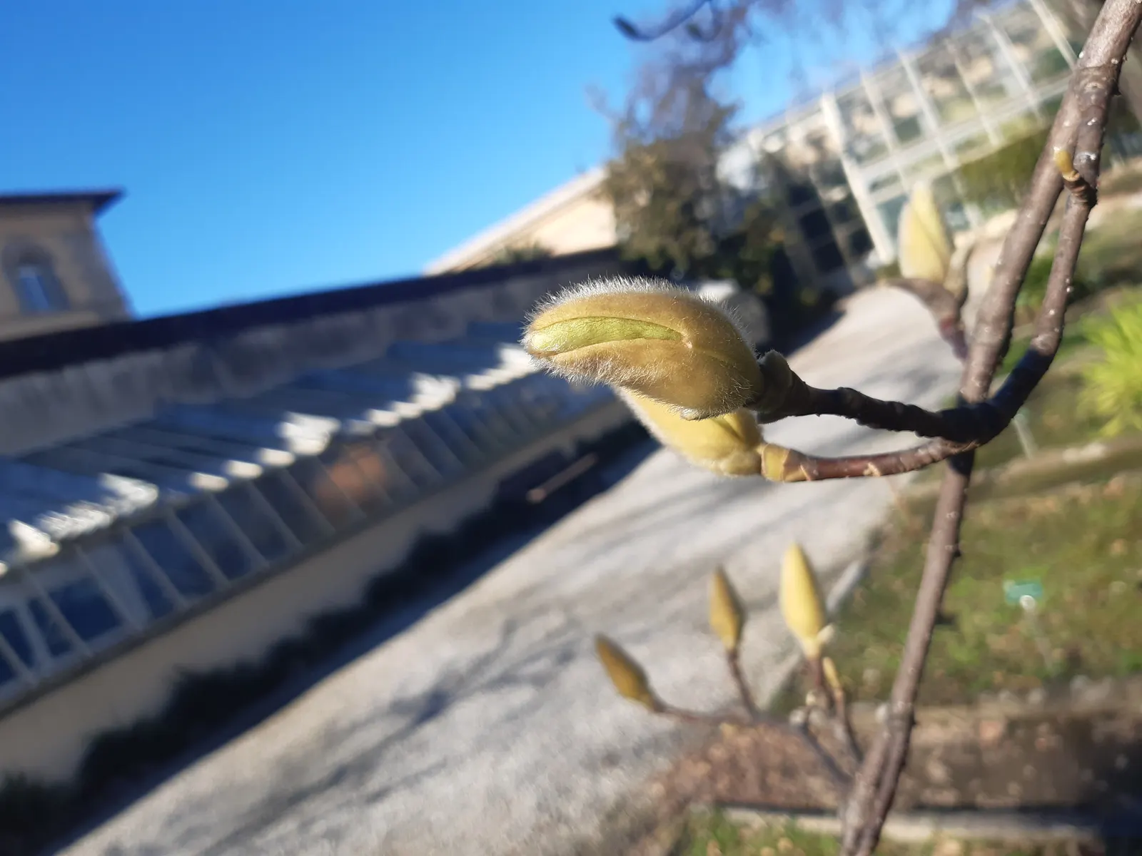 Yulan Magnolia (Magnolia Denudata) — The Yulan Magnolia's foliage is also attractive; its leaves grow up to 6 inches long, image 58