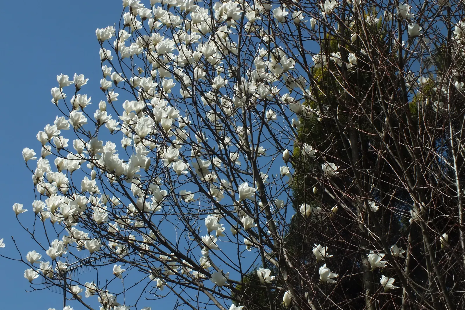 Yulan Magnolia (Magnolia Denudata) — The Yulan Magnolia (Magnolia denudata) is a deciduous tree prized for its early spring blooms