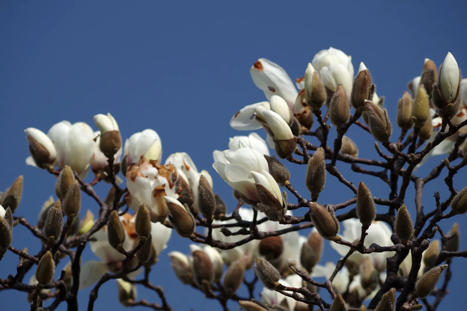 Yulan Magnolia (Magnolia Denudata) — It is a prized specimen for its early spring blossoms that imbue the air with a subtle, sweet fragrance; is a, image 54
