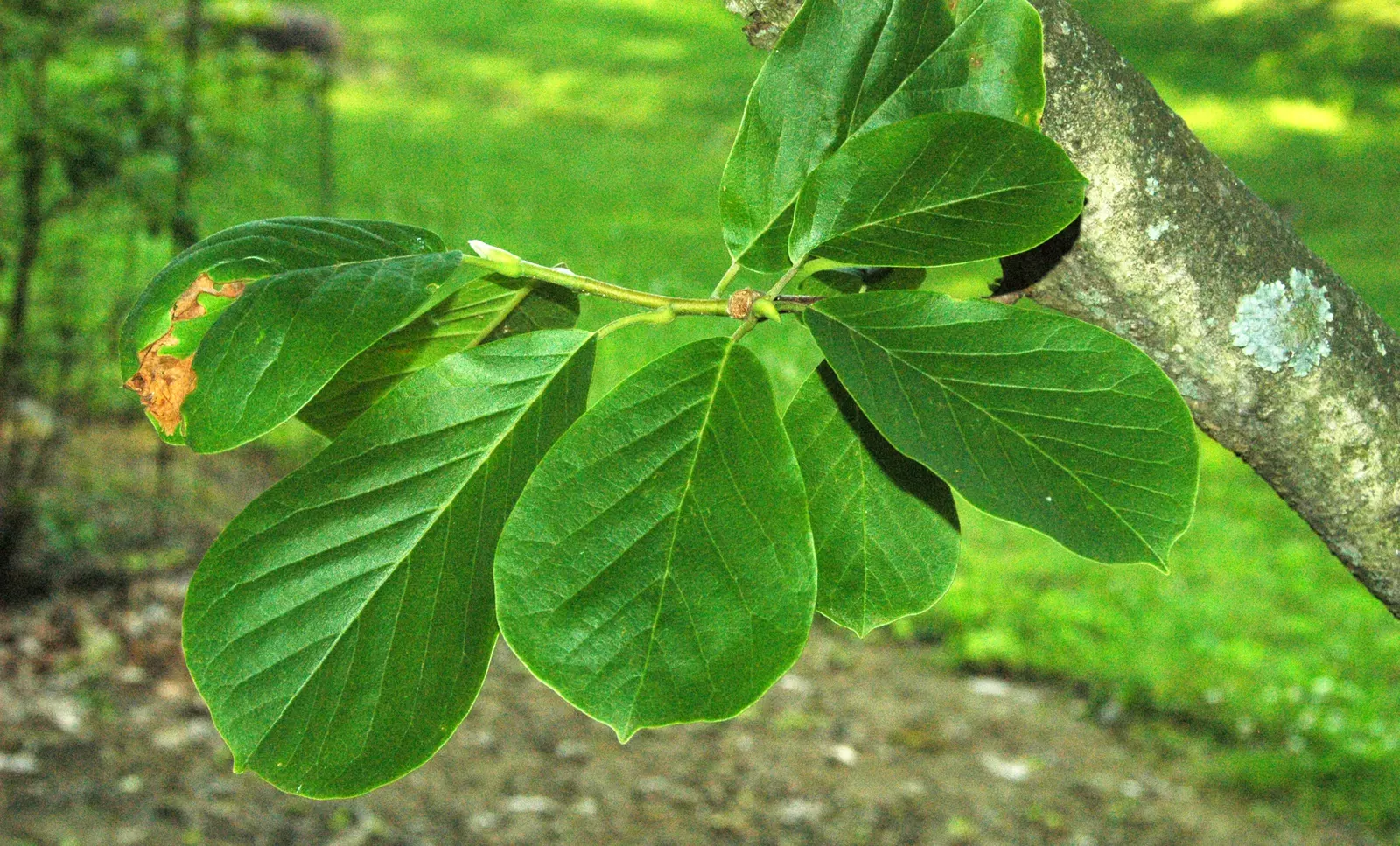 Yulan Magnolia (Magnolia Denudata) — A Yulan Magnolia is hardy in USDA zones 5 through 8; slightly acidic to neutral soil, image 65