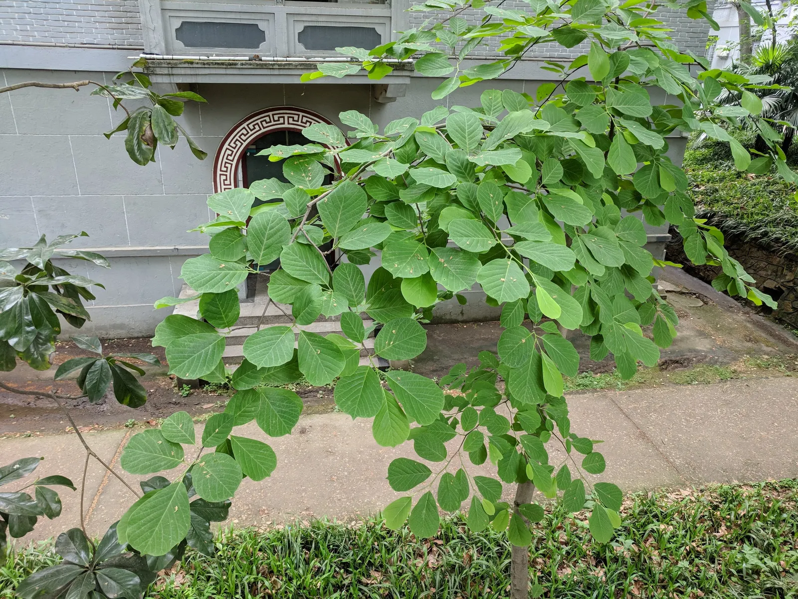Yulan Magnolia (Magnolia Denudata) — It is a prized specimen for its early spring blossoms that imbue the air with a subtle, sweet fragrance; is a venerable
