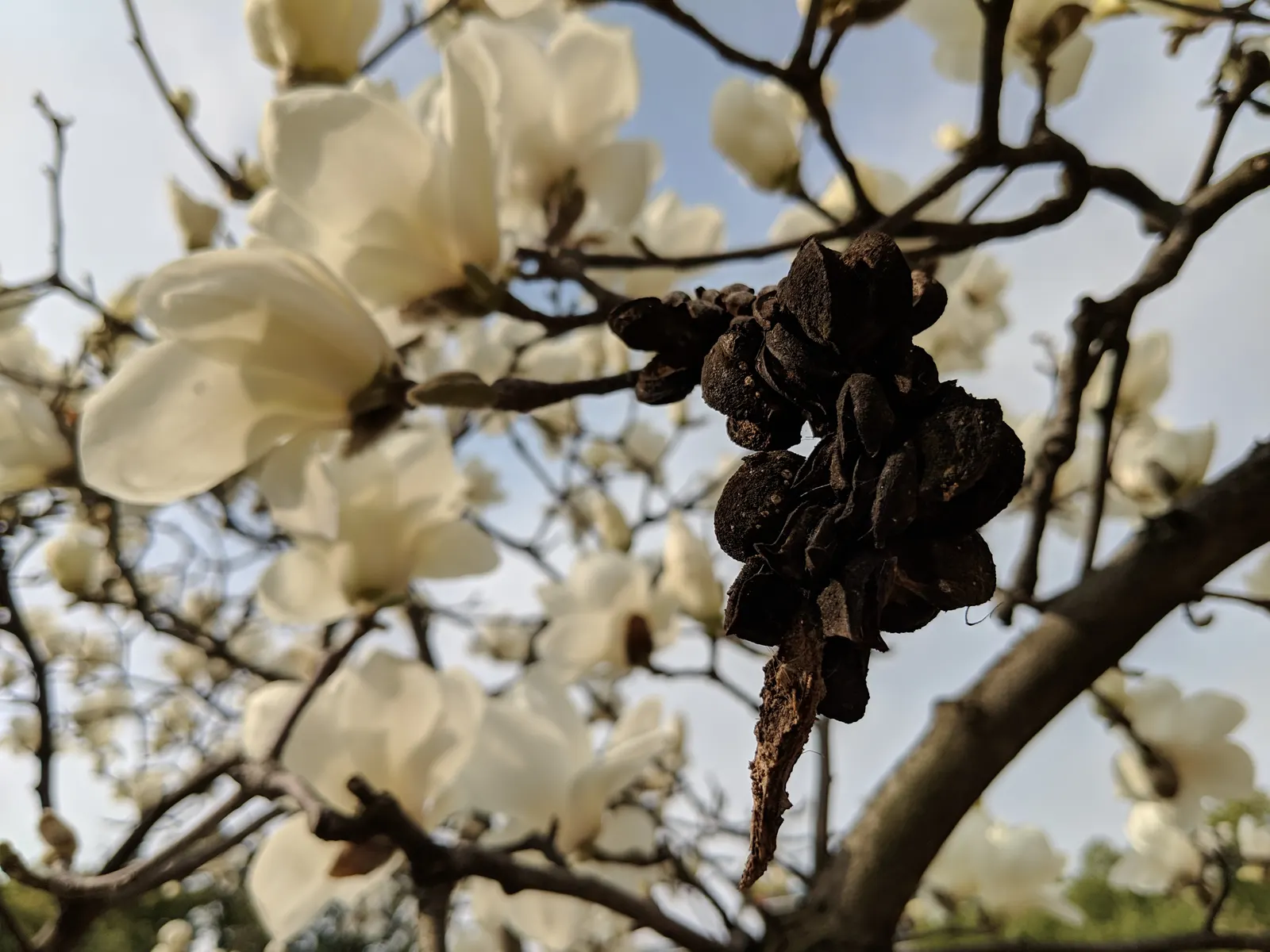 Yulan Magnolia (Magnolia Denudata) — It is a prized specimen for its early spring blossoms that imbue the air with a subtle, sweet fragrance; is a, image 77