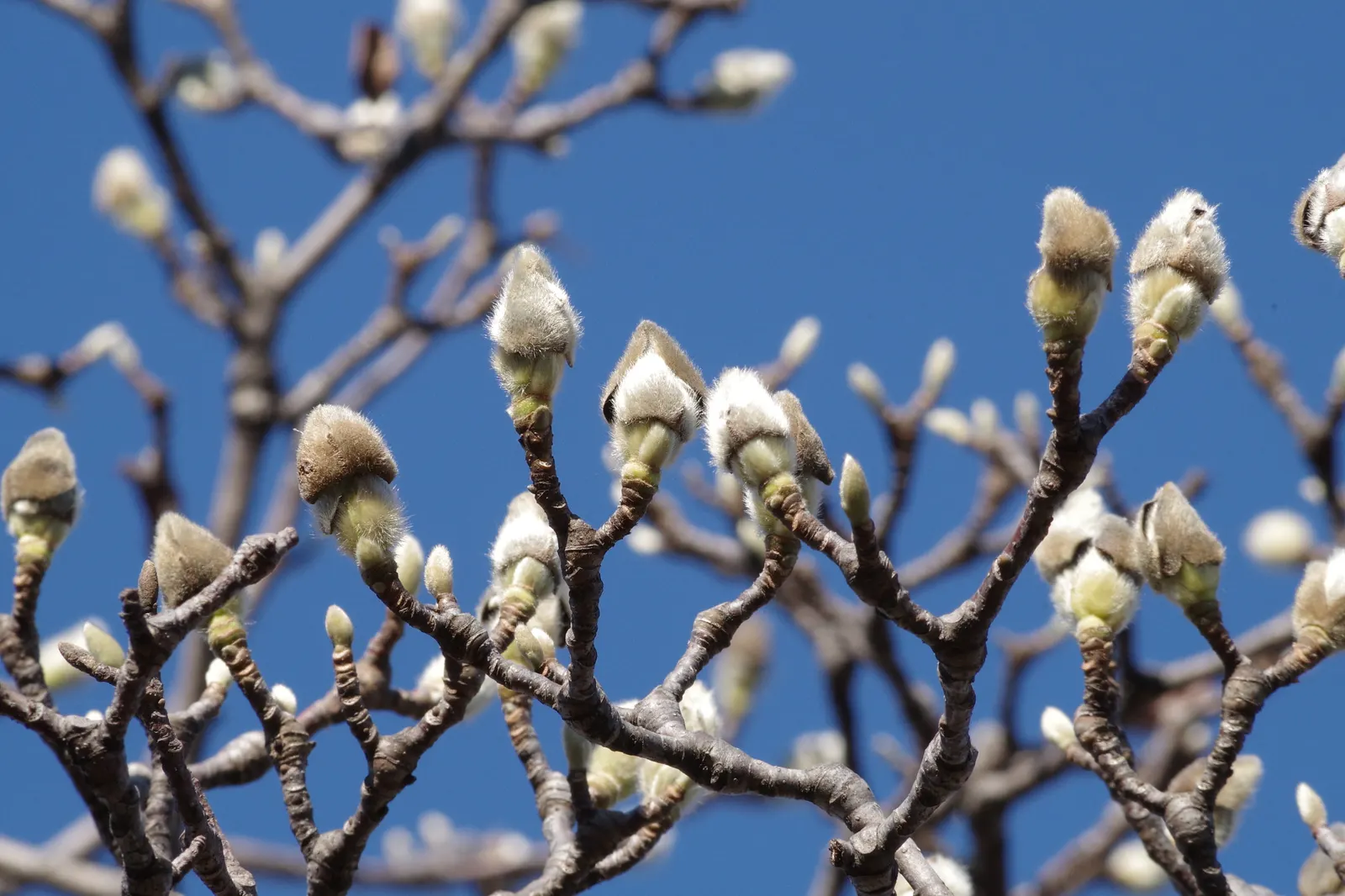 Yulan Magnolia (Magnolia Denudata) — Care should be taken to protect the tree from strong winds, as it can be susceptible to damage; the Yulan Magnolia