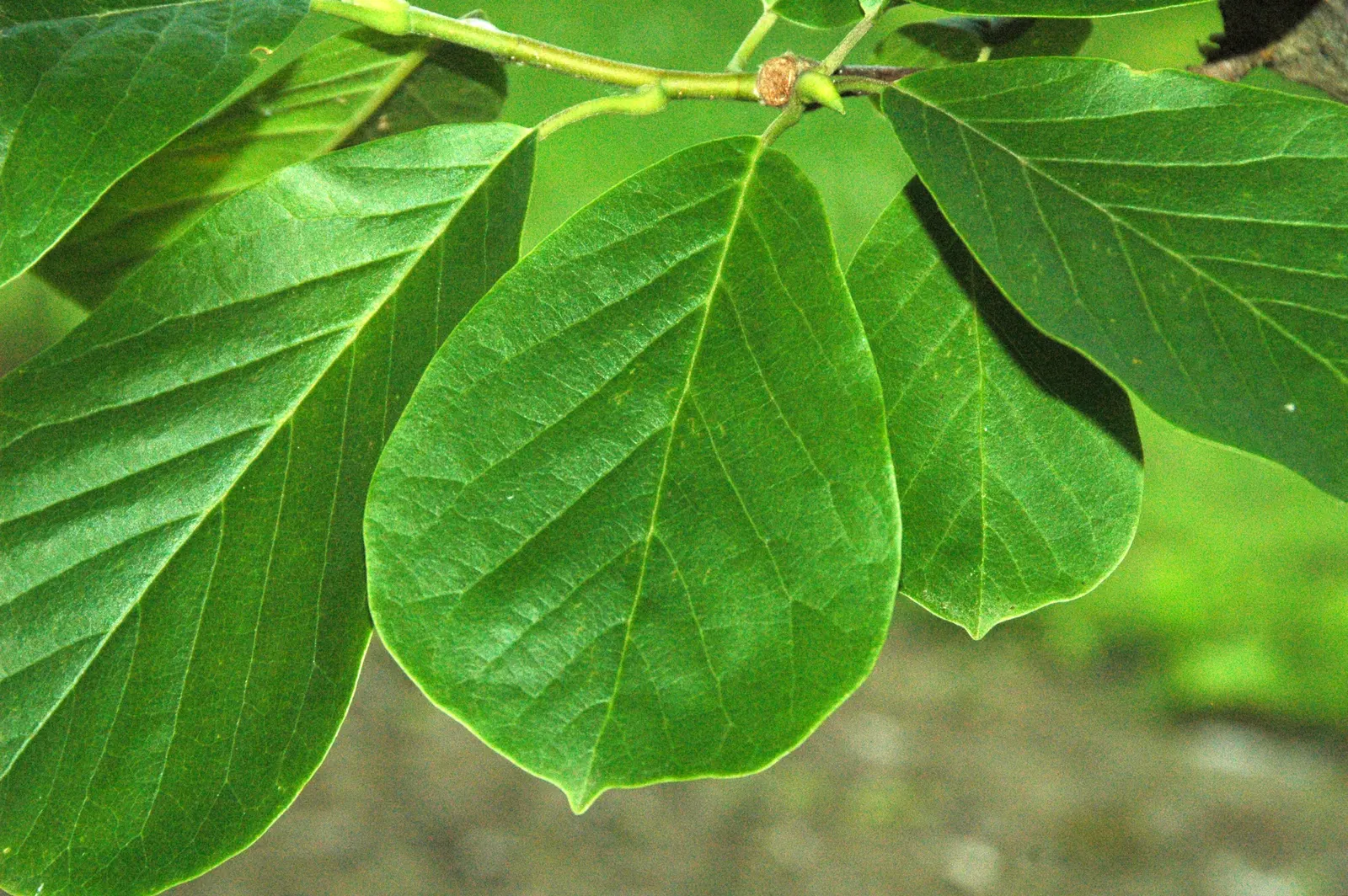 Yulan Magnolia (Magnolia Denudata) — It prefers full sun to partial shade and well-drained soils; before the bright green leaves unfurl, it, image 73